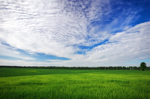 Green field and blue sky. Beatiful green field with blue sky.