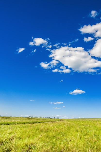 Green field and the blue sky. Beautiful summer landscape