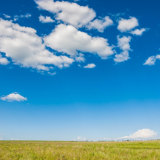 Green field and blue sky. Beautiful summer landscape