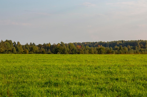 Green field and blue sky summer natural background