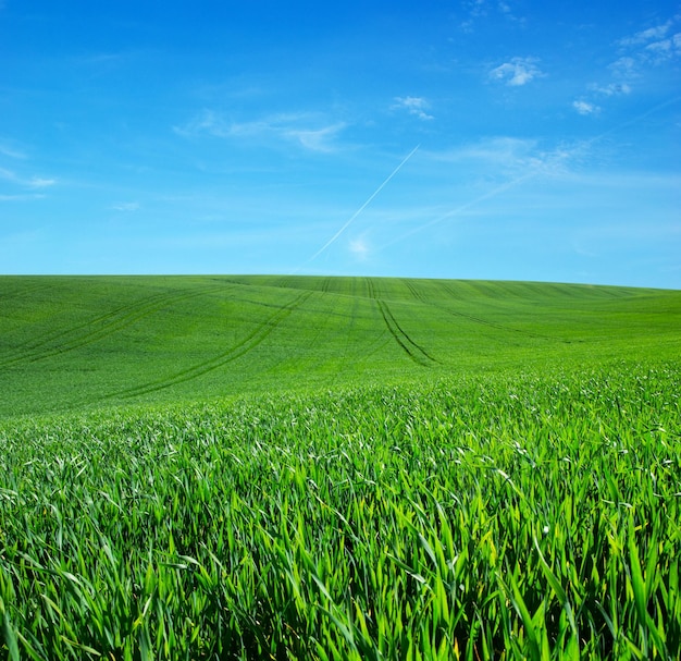 Green field and blue sky with clouds