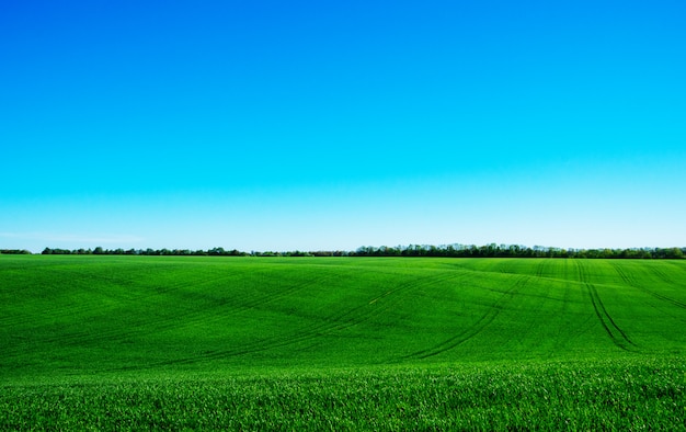 Green field and blue sky