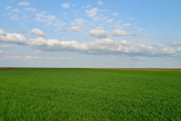 Green field blue sky