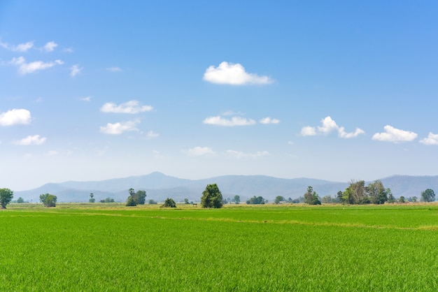 Green field and blue sky