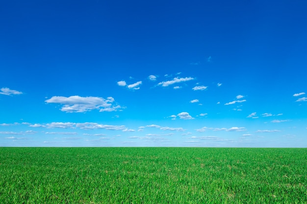 Green field and blue sky