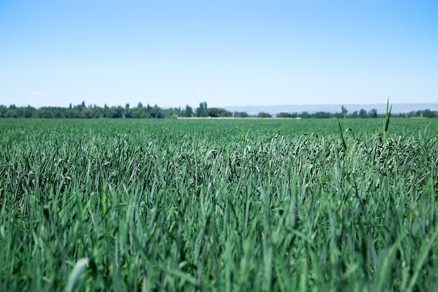 Green field of bread. Farming. Summer day. Nature