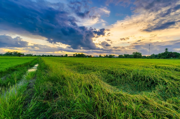 Green field cornfield with sunset sky