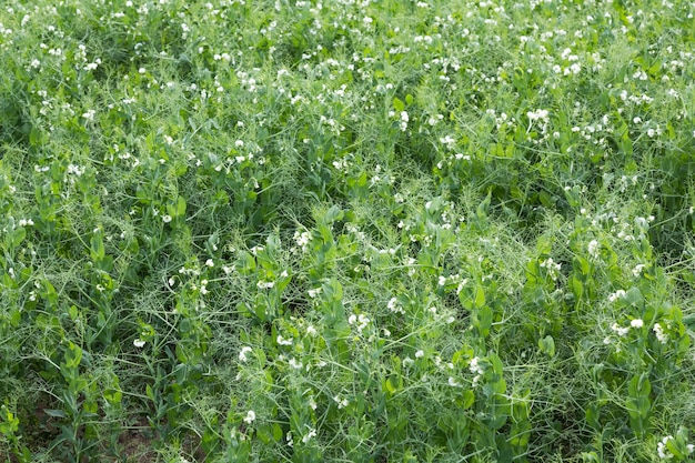 A green field of flowering peas. New harvest.