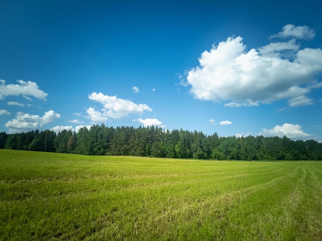 Green field and forest Natural summer landscape