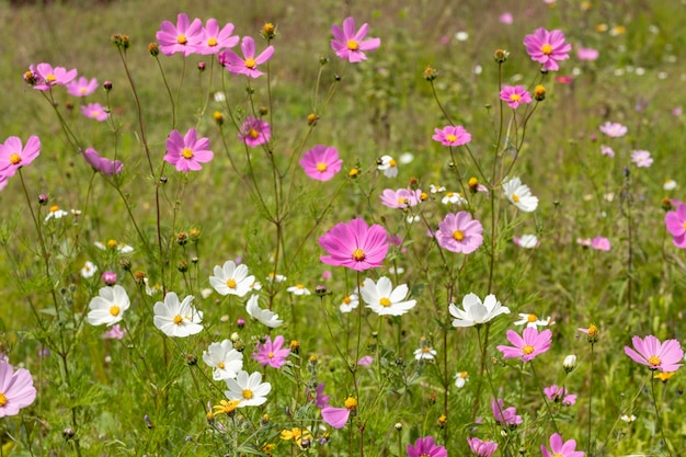 A green field full of multicolored Mirasol cosmos bipinnatus flowers