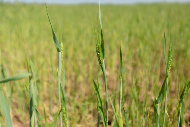 Green field of grass in spring, landscape