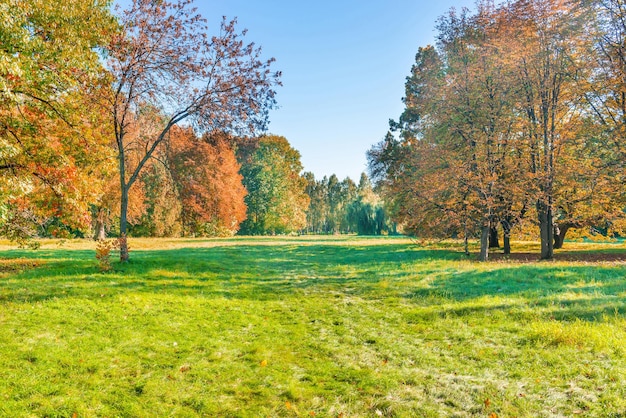 Green field lawn and autumn forest