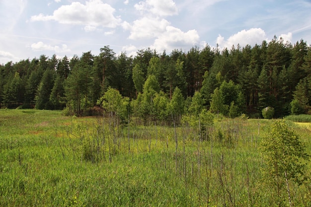 Green field near forest