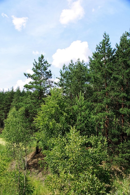 Green field near forest