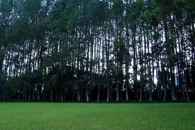 Green field in pine forest background