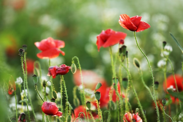 Green field of poppy flowers