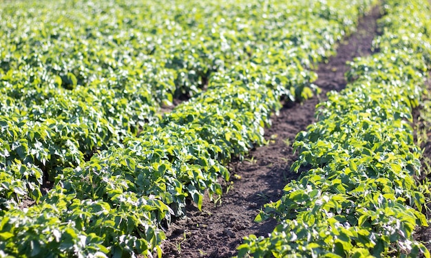 Green field of potatoes in a row Potato plantations solanum tuberosum Harvest planted