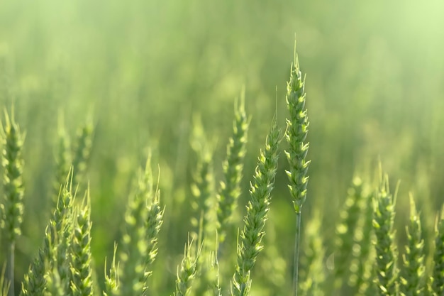 Green field ripe spikelets of wheat on a sunny day great harvest Ears of golden wheat close up