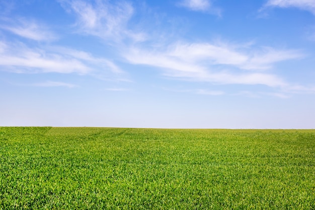 Green field in spring with blue sky and white clouds. Landscape background. Agricultural production.