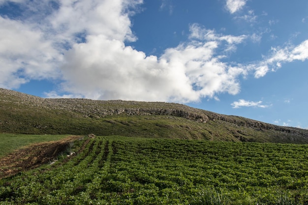 Green field of strawberries in the mountains with blue sky and white clouds