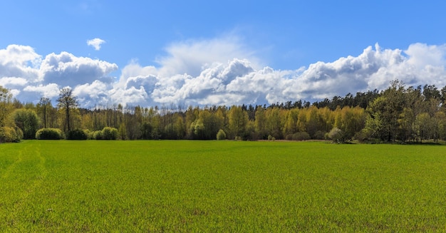 Green field tree blue sky and sun in spring summer