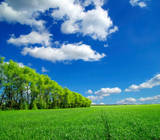 Green field and trees