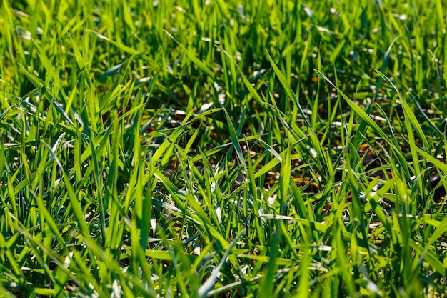 A green field on which grass grows. Agricultural landscape in the summer