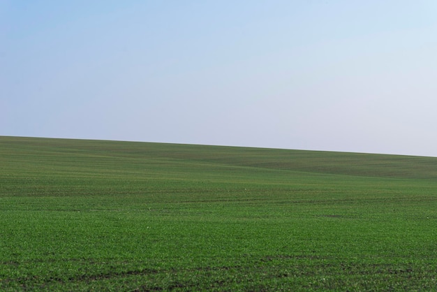 Green field with blue sky as background