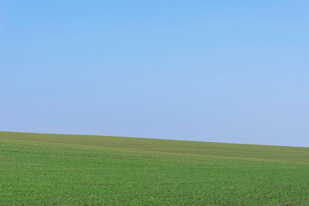 Green field with blue sky as background