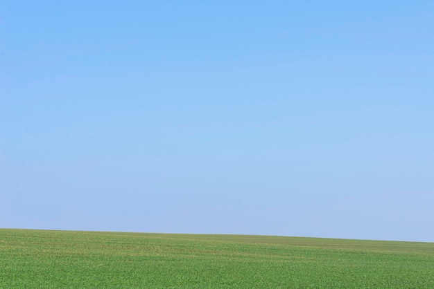 Green field with blue sky as background