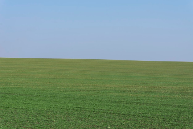 Green field with blue sky as a background.