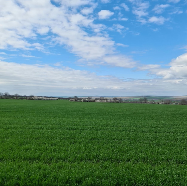 A green field with a blue sky and trees in the background