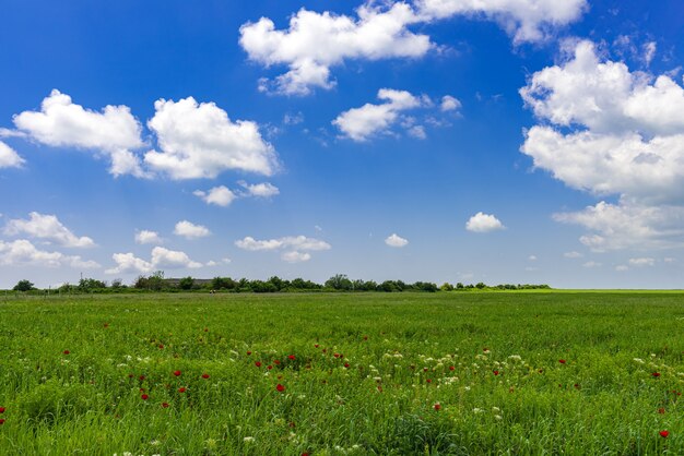 Green field with clouds in the blue sky