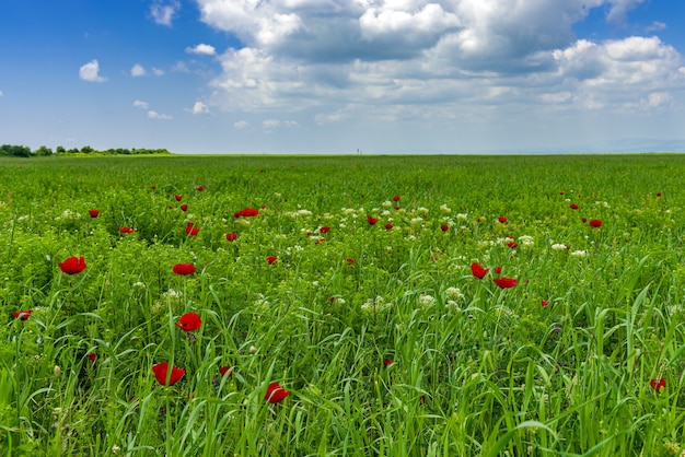 Green field with clouds in the blue sky