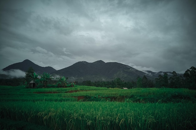 A green field with mountains in the background