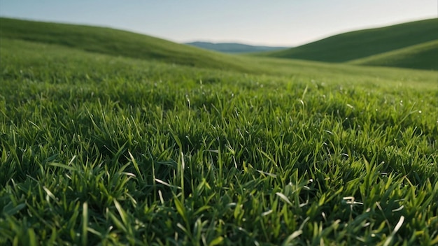 green field with mountains in the background