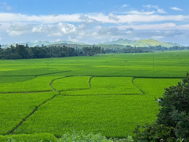 A green field with mountains in the background