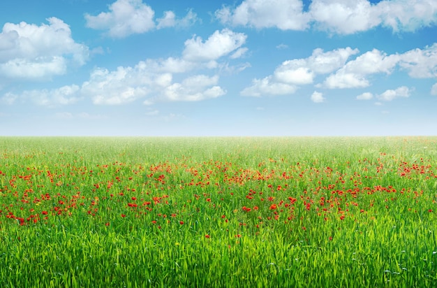 Green field with red poppy flowers under blue sky with clouds Spring landscape background