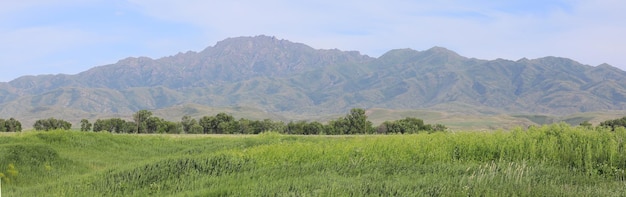 green field with tall grass and blue sky