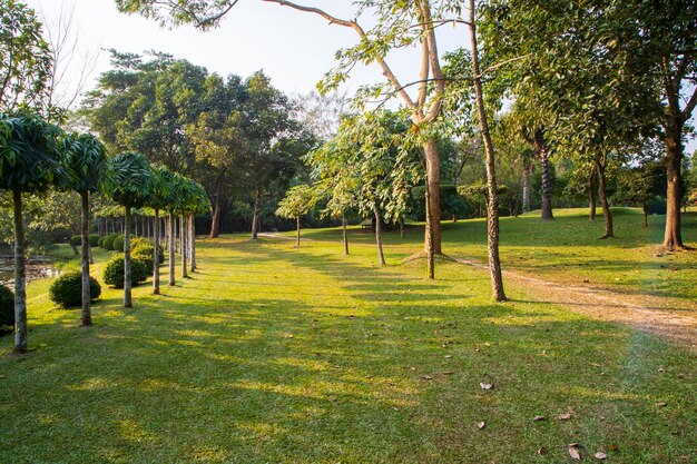 Green Field with trees in the park landscape view