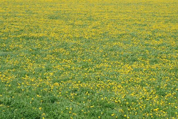 Green field with yellow dandelions Closeup of yellow spring flowers