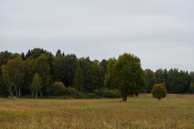 Green field with yellow dandelions and mixed golden forest with different trees birches and firs