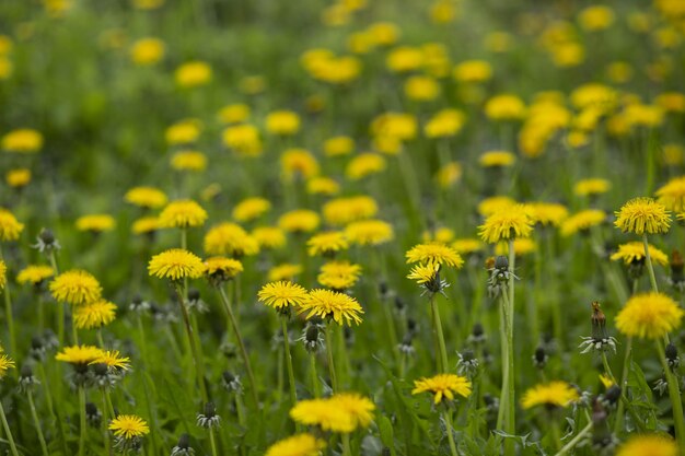 Green field with yellow dandelions.