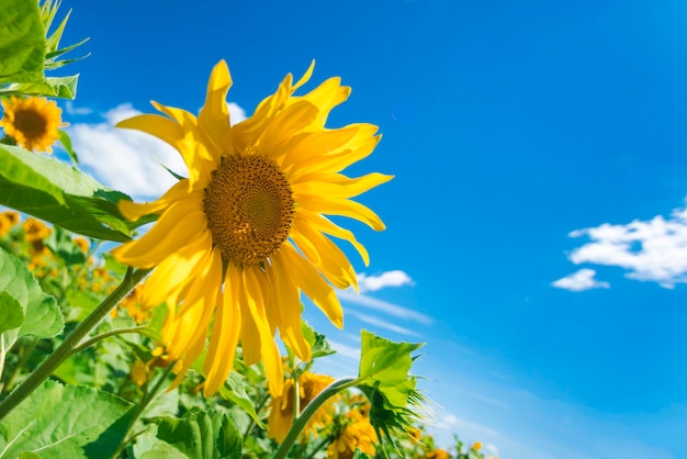 Green field with yellow sunflowers under a blue sky with clouds