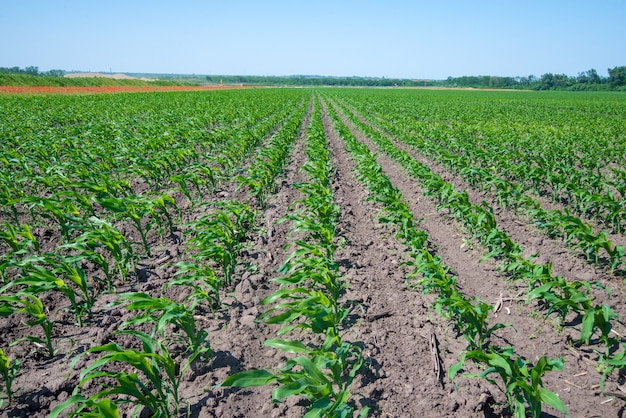 Green field with young corn at day light