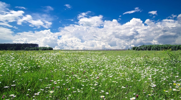 Green field