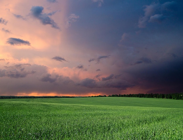 Green field