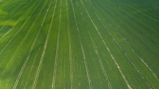 Green Fields at Early Spring Season in Agriculture Farming Industry Aerial Drone view