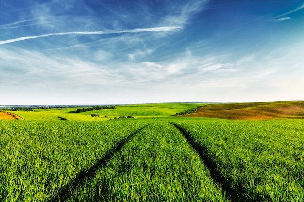 Green fields of Moravia