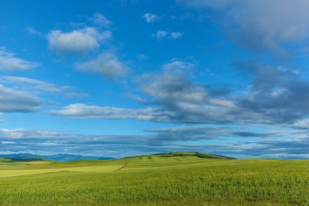 Green fields with wheat on blue sky background